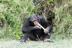  Ol Pejeta - 13
