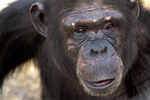  Ol Pejeta - 16