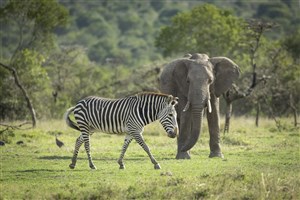  Ol Pejeta - 18
