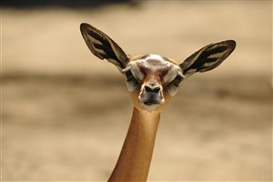  Samburu - 2