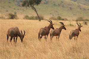  Samburu - 3