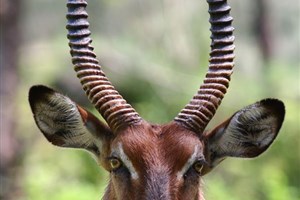  Samburu - 12