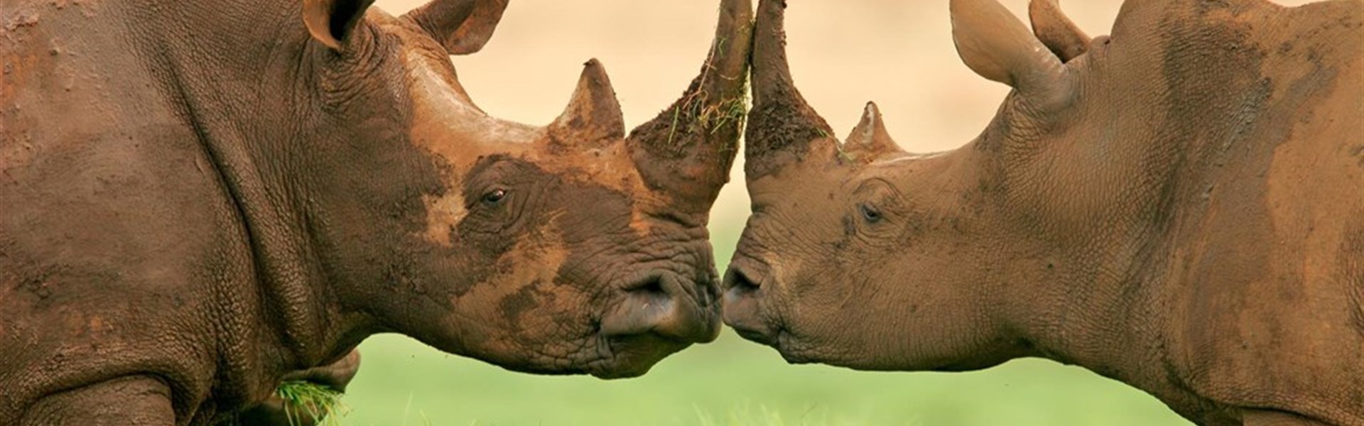 Solio Conservancy - Solio Conservancy