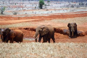  Tsavo East - 4