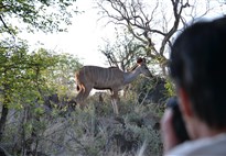 Jihoafricka_Balula Bush Lodge_pěší safari