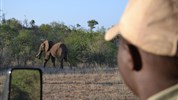Kapské Město + safari v Krugerově parku - Safari v Jižní Africe - i tohle může být váš výhled na slona