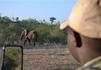 Safari v Jižní Africe - i tohle může být váš výhled na slona