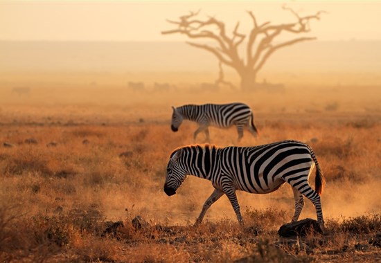 Vzpomínky na Afriku - Masai Mara, jezero Naivasha, Amboseli, Tsavo West a pobyt u moře. Český průvodce. - Afrika