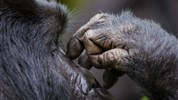 Velký safari okruh Ugandou s českým průvodcem