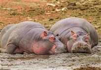 Uganda-Semuliki