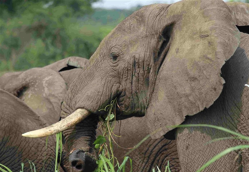 Velký safari okruh Ugandou s českým průvodcem - Uganda-Semuliki