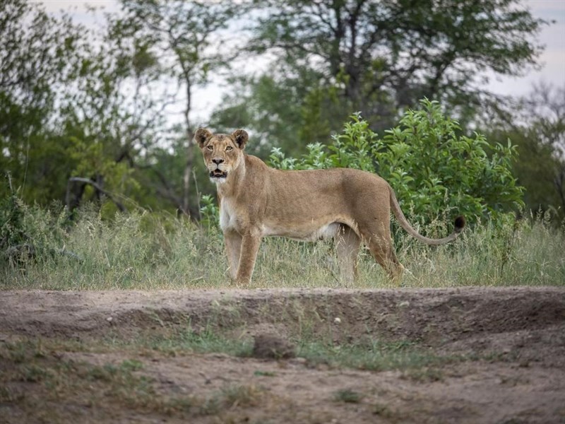Kapské Město + safari v Krugerově parku s českým průvodcem