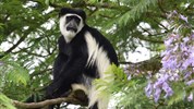 Velký safari okruh Ugandou s českým průvodcem - Uganda-Kibale-Forest-