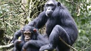 Velký safari okruh Ugandou s českým průvodcem - Uganda-Kibale-Forest-
