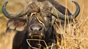 Safari ve třech parcích s možností prodloužení u moře