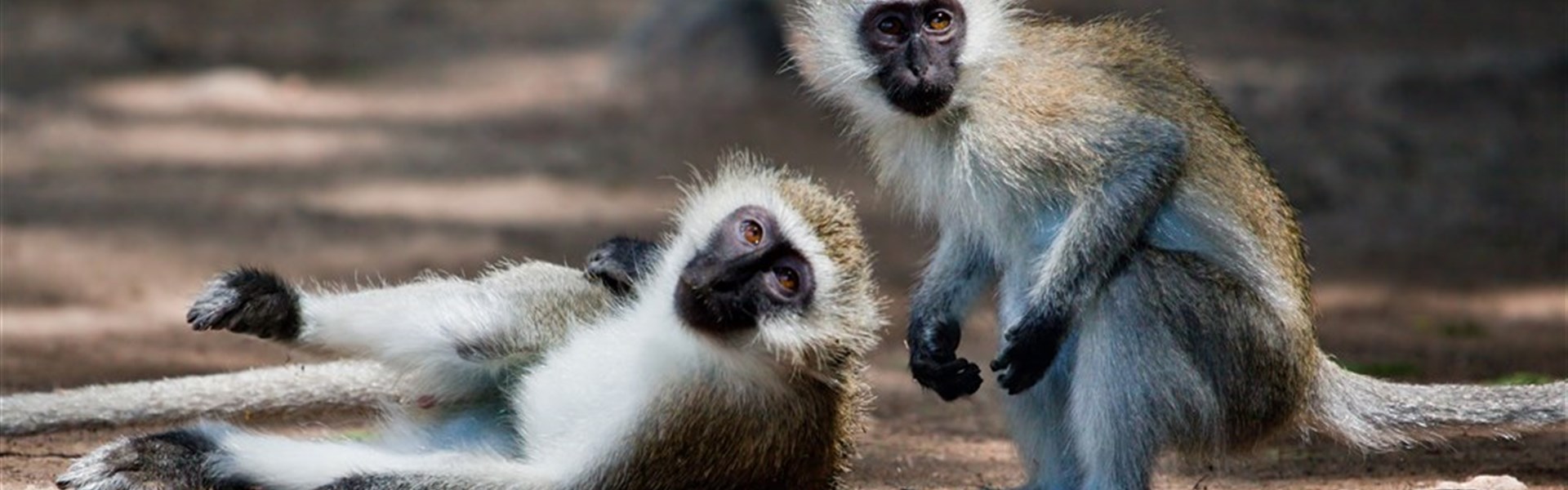 Safari ve třech parcích s možností prodloužení u moře - 