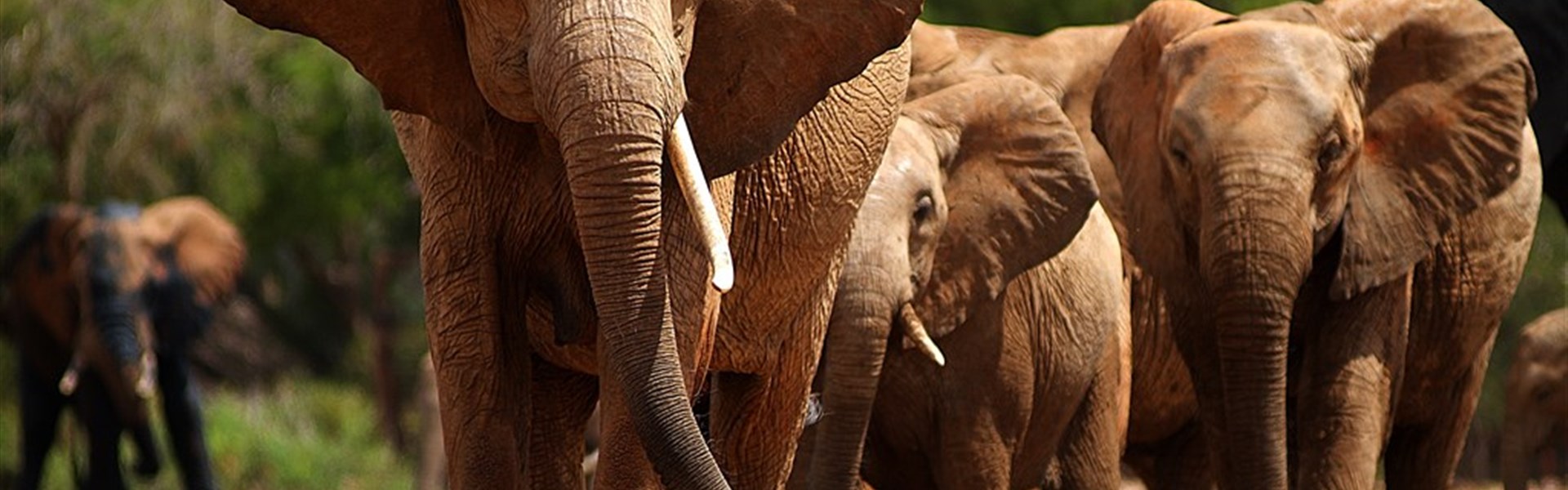 Marco Polo - Satao Camp Tsavo East - Keňa_Tsavo East_Satao Camp_