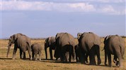 Safari ve třech parcích s možností prodloužení u moře
