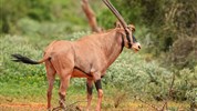 Safari ve třech parcích s možností prodloužení u moře