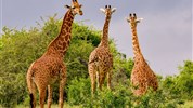 Safari ve třech parcích s možností prodloužení u moře