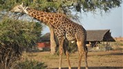 Safari ve třech parcích s možností prodloužení u moře