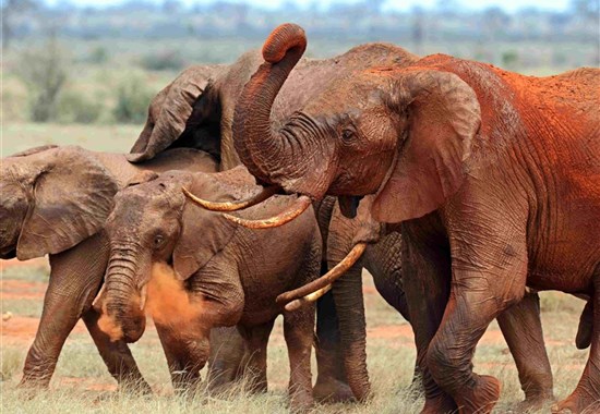 Safari v krajině červených slonů a pobyt u moře na Malindi - Keňa - Kena-Tsavo-East
