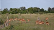 Na safari do Botswany s českým průvodcem