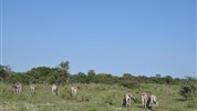 Na safari do Botswany s českým průvodcem