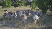 Na safari do Botswany s českým průvodcem