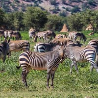 Hobatere Lodge 4* - Namibie_Hobatare Lodge - ckmarcopolo.cz