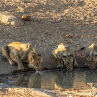 Hobatere Lodge 4* - Namibie_Hobatare Lodge - ckmarcopolo.cz