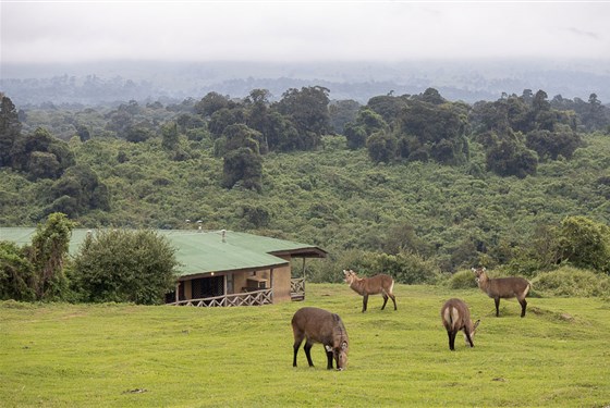 Marco Polo - Ngorongoro Rhino Lodge 3* plus - Tanzanie_Ngorongoro Rihno Lodge