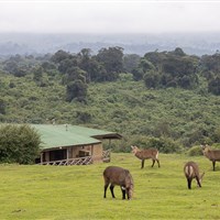 Ngorongoro Rhino Lodge 3* plus - Tanzanie_Ngorongoro Rihno Lodge - ckmarcopolo.cz