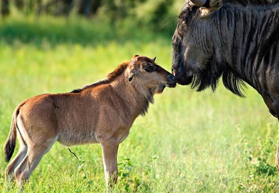 Luxusní safari v srdci velké migrace pakoňů a Zanzibar -  - Tanzanie_Serengeti South_telení pakoňů
