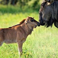 Africa Safari South Serengeti (4*) - Tanzanie_Serengeti South_telení pakoňů - ckmarcopolo.cz