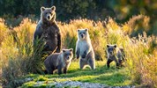 Aljašská odysea a po stopách zlatokopů na Yukonu s českým průvodcem