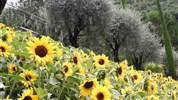 Kouzelné Trentino s ceskym pruvodcem