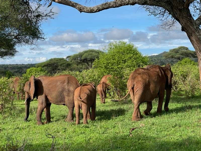 Safari v Tanzánii a pobyt na Zanzibaru - Tanzanie_Tarangire_sloni