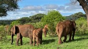Luxusní safari v Tanzanii - Tarangire, Ngorongoro, Serengeti a pobyt u moře na Zanizibaru - Tanzanie_Tarangire_sloni