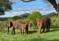 Luxusní safari v Tanzanii - Tarangire, Ngorongoro, Serengeti a pobyt u moře na Zanizibaru