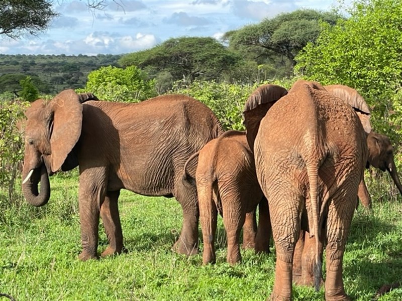 Zázraky Afriky: Velká migrace v Serengeti a kráter Ngorongoro  a odpočinek na rajském Zanzibaru - Tanzanie_Tarangire_sloni