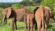 Velká migrace v Serengeti a kráter Ngorongoro a Tarangire - Tanzanie_Tarangire_sloni