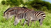 Zázraky Afriky: Velká migrace v Serengeti a kráter Ngorongoro  a odpočinek na rajském Zanzibaru - Tanzanie_Serengeti_zebry