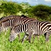 Tanzanie_Serengeti_zebry