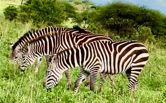 Marco Polo - Kam na safari v Tanzanii?