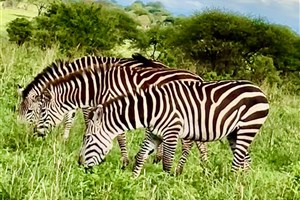 Tanzanie_Serengeti_zebry Serengeti - 2