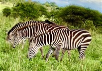 Tanzanie_Serengeti_zebry