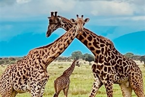 Tanzanie_Serengeti Serengeti - 3