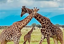 Tanzanie_Serengeti