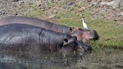 Na safari do Botswany s českým průvodcem